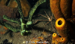 Arrow crab....Soft Sponge. It just has a little mood to it. by Chris Miskavitch 